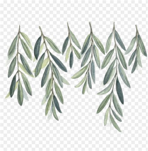 Watercolor Olive Branch Png - Free Watercolor Olive Branch PNG Transparent With Clear Background ...