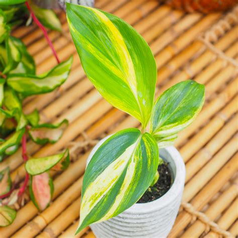 Alpinia zerumbet variegata ~ 15cm - Sklep z roślinami CocaFlora