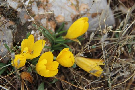 Flora Mirabilis: Sternbergia lutea (fall daffodil)