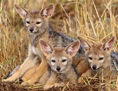 Top Flight Nature Photography: Photographing African wildlife with ...