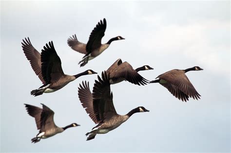 Divorce in Canada Geese | Blog | Nature | PBS