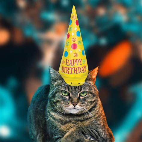 Cat Party Hat By all things Brighton beautiful | notonthehighstreet.com