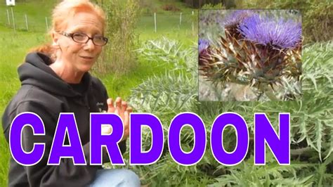 Wild Cardoon Leaf Stems Harvesting, Cooking & Tasting. - YouTube