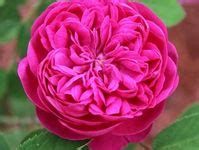 75 Best Rose de rescht ideas in 2023 | pretty flowers, beautiful flowers, planting flowers