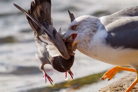 Do Seagulls Eat Pigeons? The Fascinating Insight into the Feeding ...