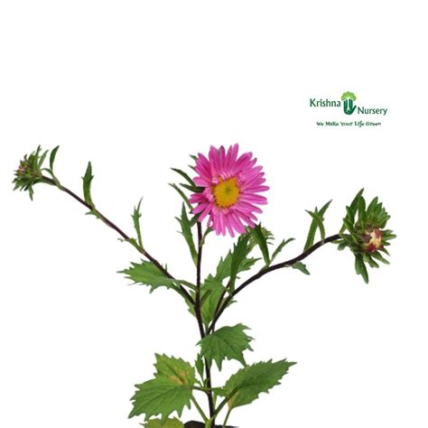 Wild Aster Plant at Rs 32/piece | मौसमी फूल in Noida | ID: 24623407273