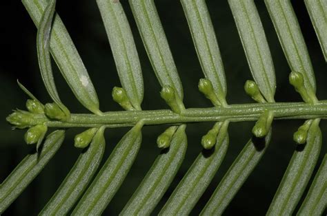 Cephalotaxus (Cephalotaxaceae) image 31274 at