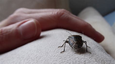 The Kitchen Ingredient That Doubles As A Powerful Stink Bug Repellent