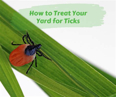 How to Treat Your Yard for Ticks – Maggie's Farm Ltd