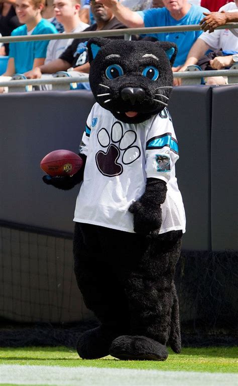 The carolina panthers mascot is absolutely purrfect – Artofit