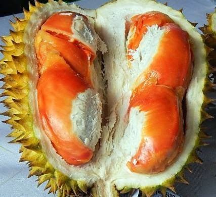 NIKMATNYA DURIAN MERAH KHAS BANYUWANGI