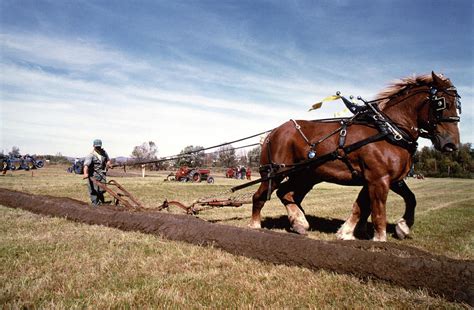 Horse plowing Photograph by Winston Fraser