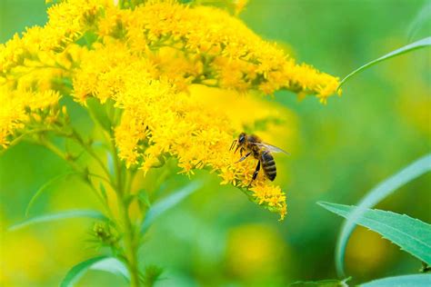 How to Grow and Care for Goldenrod Plants | Gardener's Path