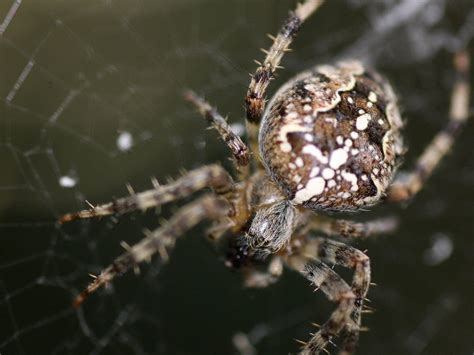 Brown barn spider on web in closeup photo HD wallpaper | Wallpaper Flare