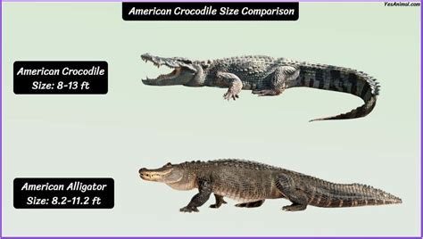 American Crocodile Size: How Big Are They Compared To Others