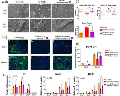 Activation of Notch reversed the negative effects of M1 macrophages on... | Download Scientific ...