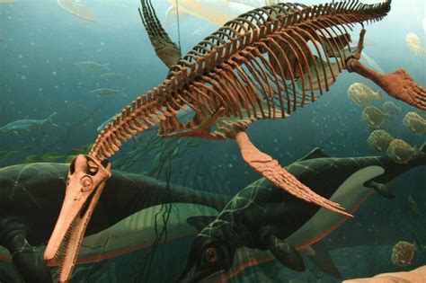 Plesiosaurs | amomentofscience - Indiana Public Media