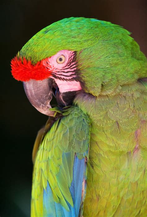 Buffon's Macaw photo - Photo.Keely photos at pbase.com