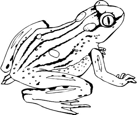 Realistic Frog Coloring Pages at GetDrawings | Free download