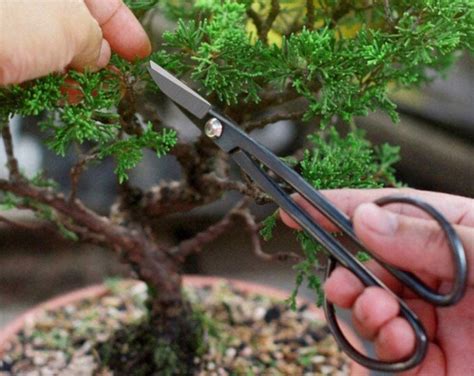 Stainless Steel Bonsai Scissors Bonsai Shears Gold Florist | Etsy