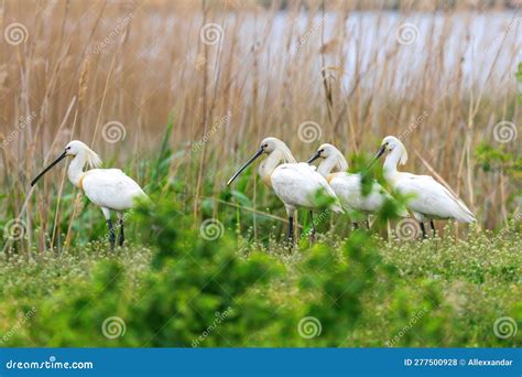 Eurasian Spoonbill in Marshy Grassland Habitat Stock Photo - Image of ecosystem, ecology: 277500928