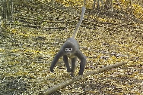 Ghostly monkey, succulent bamboo among new species in Mekong