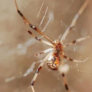 Latrodectus geometricus - Facts, Diet, Habitat & Pictures on Animalia.bio