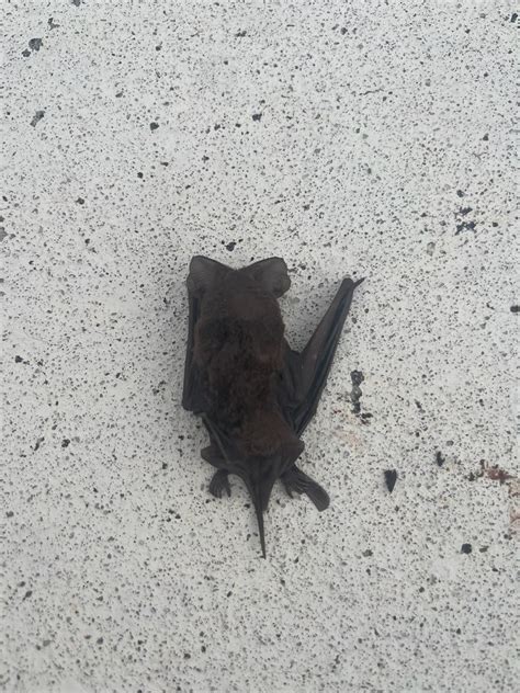 What species of bat is this? [Florida] : r/animalid