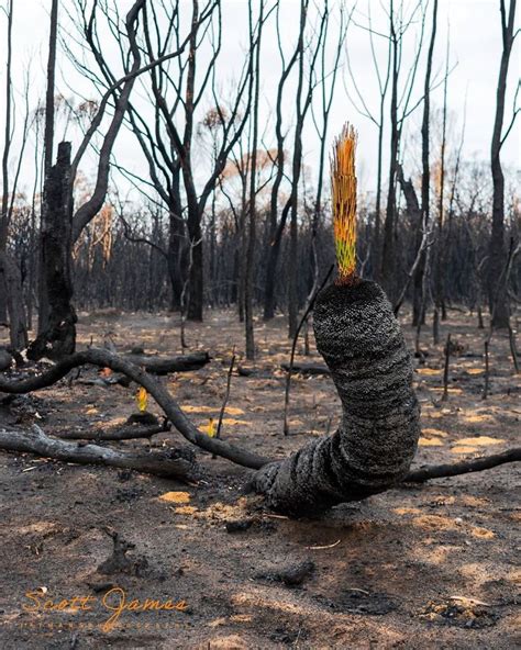 Life Is Slowly Returning To Scorched Australian Lands And Here Are 30 Hopeful Photos | Bored Panda