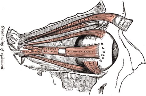 Ocular Motility Conditions - drwong