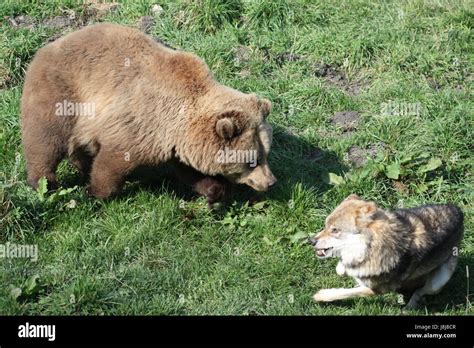 wolf and bear fight Stock Photo - Alamy