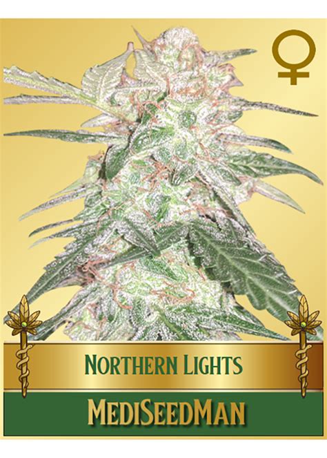 Northern Lights Strain Info / Northern Lights Weed By Mediseed Man ...