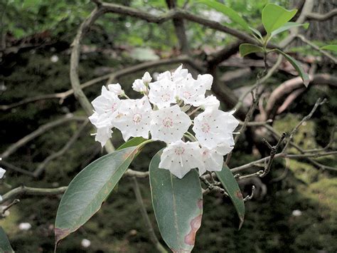 The Two River Times | Magnificent Mountain Laurel in Bloom