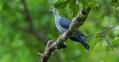 Indian Birds Photography: [BirdPhotoIndia] Andaman Woodpigeon - Nicobar ssp (Great Nicobar, A&N ...