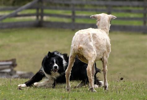 Border Collie Sheep Herding photo - Mike Morbeck photos at pbase.com