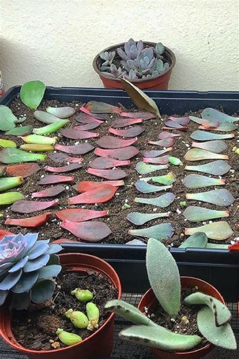 Current tray Propagate Succulents From Leaves, Types Of Succulents, Growing Succulents ...