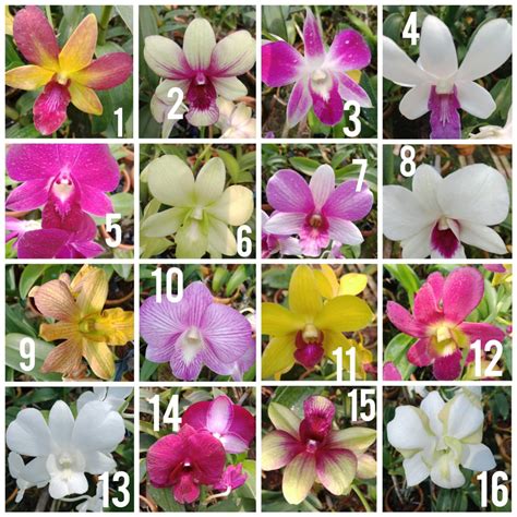 Jual Anggrek Dendrobium | Shopee Indonesia