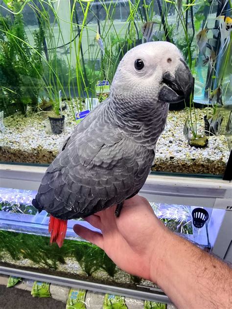 Handreared African Grey Parrot