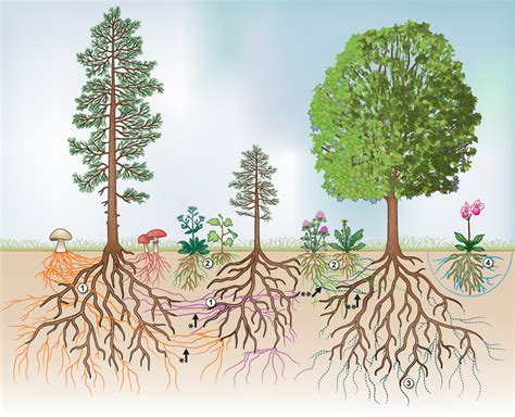 Mycorrhizal ecology and evolution: the past, the present, and the ...