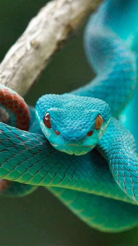 Snake Background Discover more Animal, Highly Mobile Jaws, Limbless, Lizard, Serpentes ...