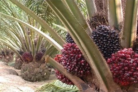 Jangan Takut Konsumsi Minyak Kelapa Sawit, Ini Manfaatnya untuk Tubuh - Harian Haluan