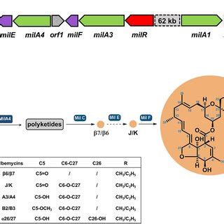 Chemical structures of milbemycin A3/A4 and milbemycin family... | Download Scientific Diagram