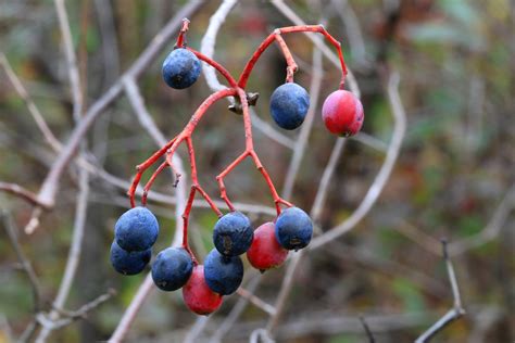 nannyberry (Viburnum lentago) berries at Chipera Prairie I… | Flickr