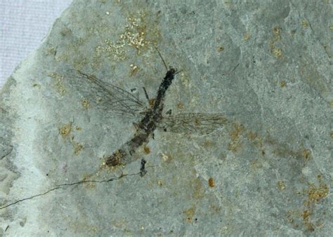 Raphidioptera Insect Fossils