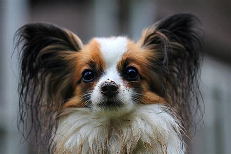 Closeup photo of tricolor Papillon dog HD wallpaper | Wallpaper Flare