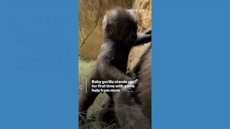 Video Baby gorilla stands up for 1st time with mom's help - ABC News