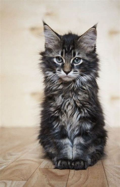 Maine Coon Cats: The Giant Domestic Cat Breed With A Gentle Heart | The Pets Dialogue