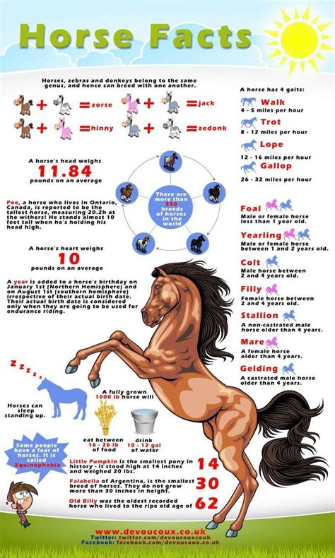 Horse Facts | Horse facts, Interesting facts about horses, Horse lessons