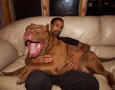 The dog named Hulk is one of the biggest Pitbulls in the world and he ...