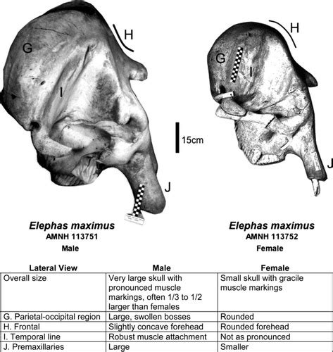 Qualitative Comparison of the Cranio‐Dental Osteology of the Extant Elephants, Elephas Maximus ...